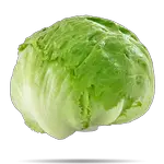 lettuce in spanish