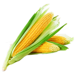 corn in spanish