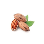 pecan