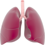 lungs in spanish