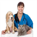 veterinary in spanish