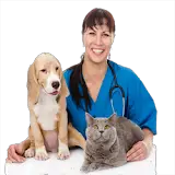 veterinary in Spanish