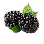 blackberry