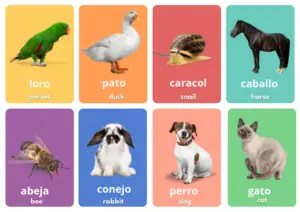 Animals Flashcards in Spanish