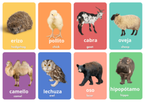wild animals in Spanish