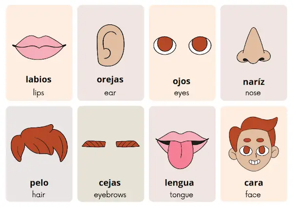 Parts of the Face | Spanish Flashcards