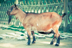 goat in Spanish language