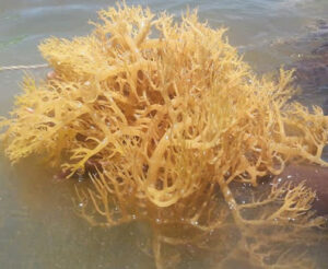 sea moss benefits in Spanish