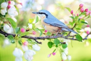 Read more about the article Spring in Spanish
