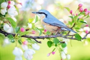 Spring in Spanish