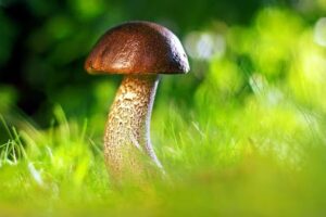 Mushroom in Spanish