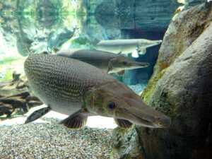 Read more about the article Alligator Gar in Spanish