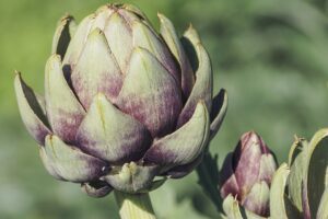 Read more about the article How do you say artichoke in Spanish?