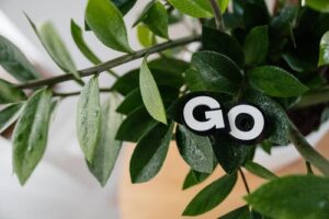 Read more about the article How do you say go in Spanish