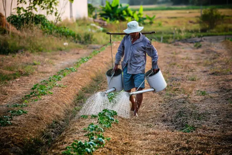 campesino-in-english-spanish-to-go