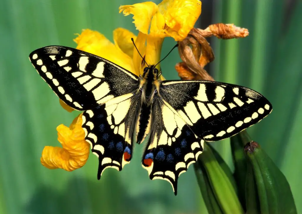 Butterfly in Spanish