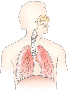 Read more about the article Lungs in Spanish