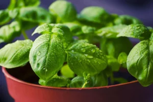 Read more about the article Basil Leaf in Spanish