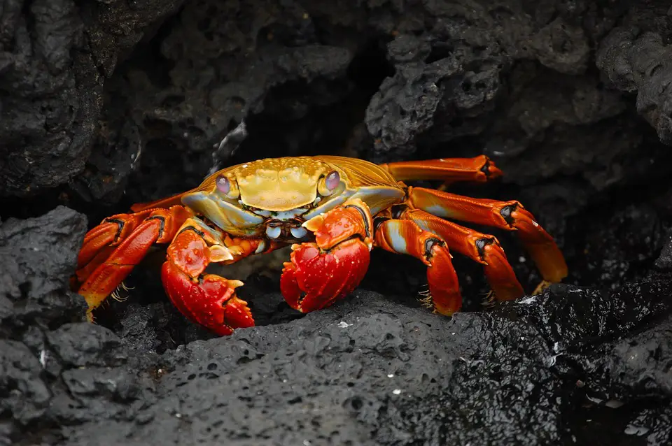 Crab in Spanish