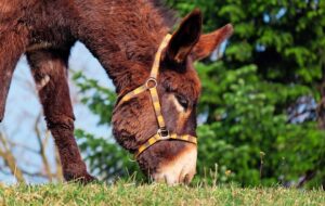 Read more about the article How to say Donkey in Spanish