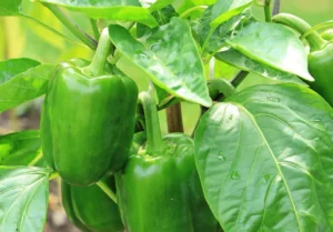 Read more about the article Green Pepper in Spanish