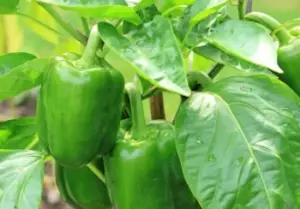 green pepper in Spanish