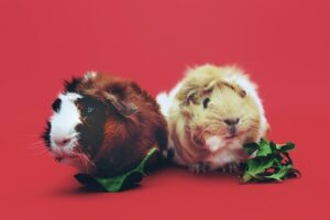 Read more about the article Guinea Pig in Spanish