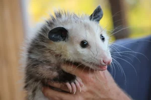Read more about the article Possum in Spanish