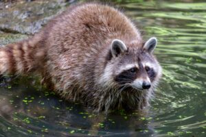Read more about the article Raccoon in Spanish