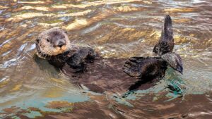 Read more about the article Sea Otter in Spanish