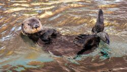 Sea Otter in Spanish
