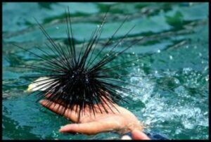 Sea Urchin in Spanish