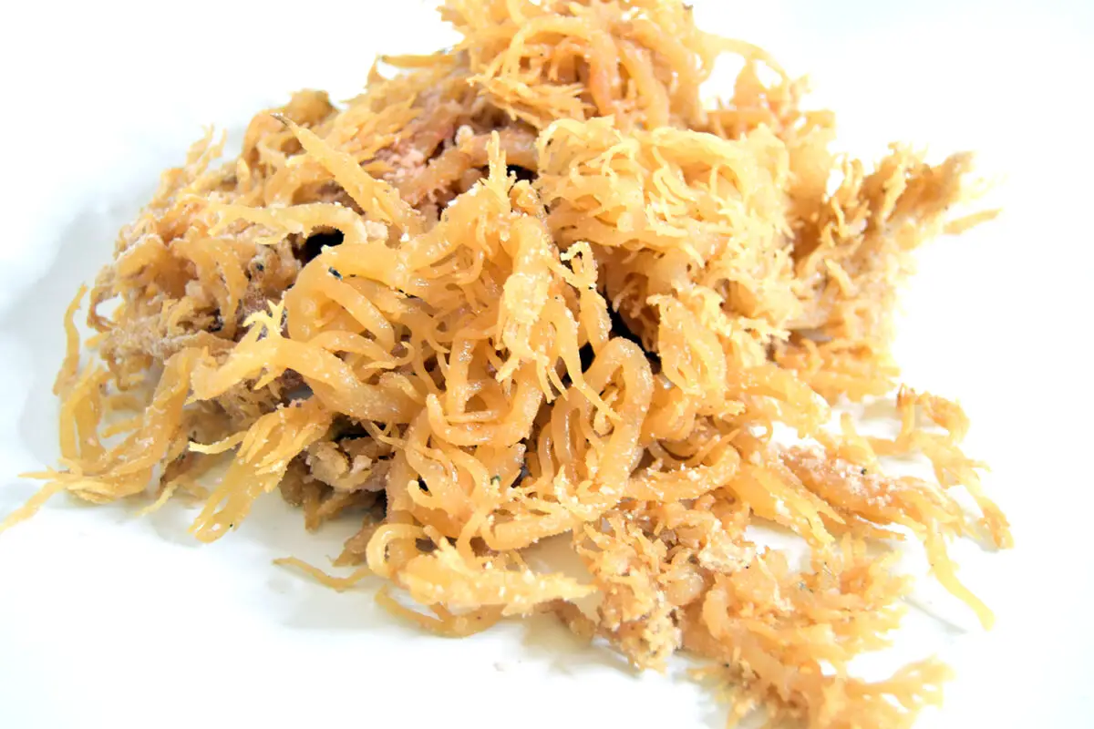 what is sea moss good for