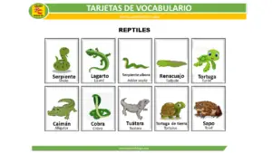 Read more about the article Reptiles Vocabulary