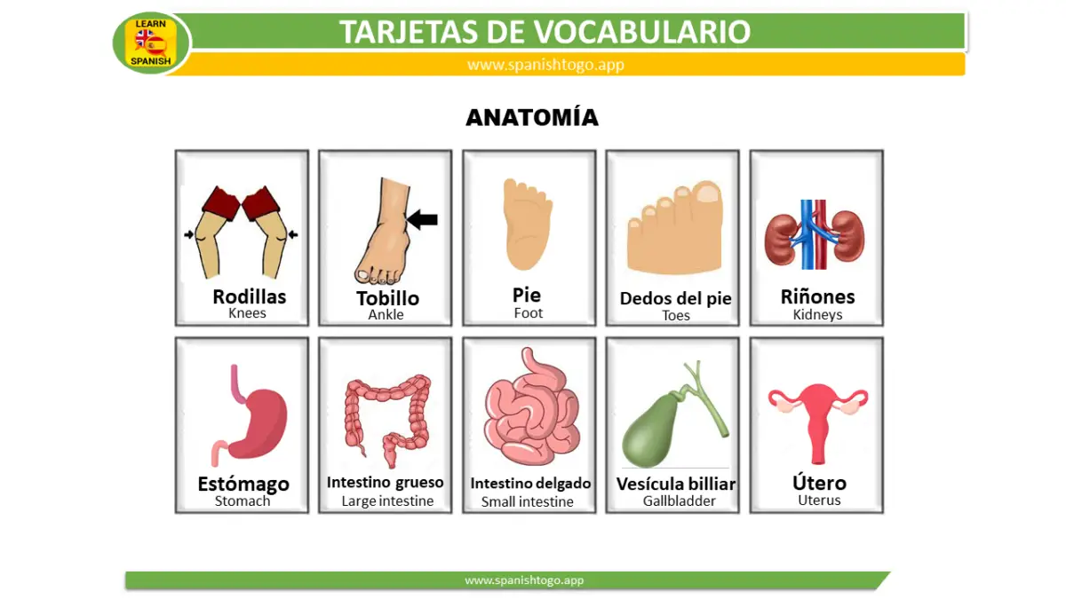 Anatomy Learning Flashcards in Spanish