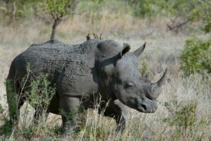 Read more about the article How to Say Rhino in Spanish