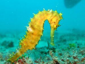 Read more about the article How to Say Seahorse in Spanish