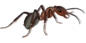 Ant in Spanish
