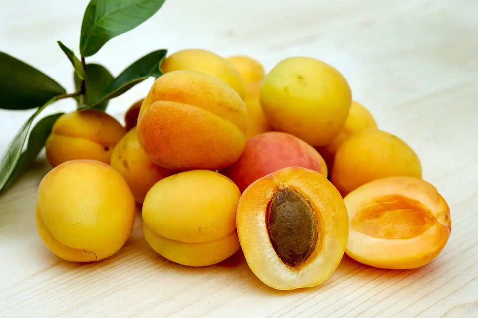 Apricot in Spanish