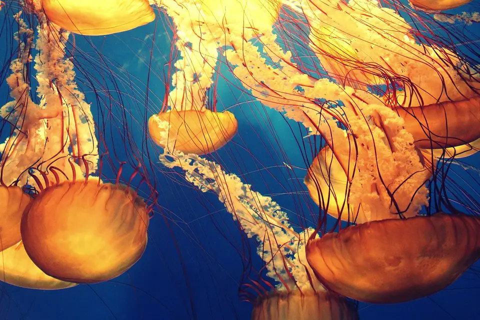 Jellyfish in Spanish