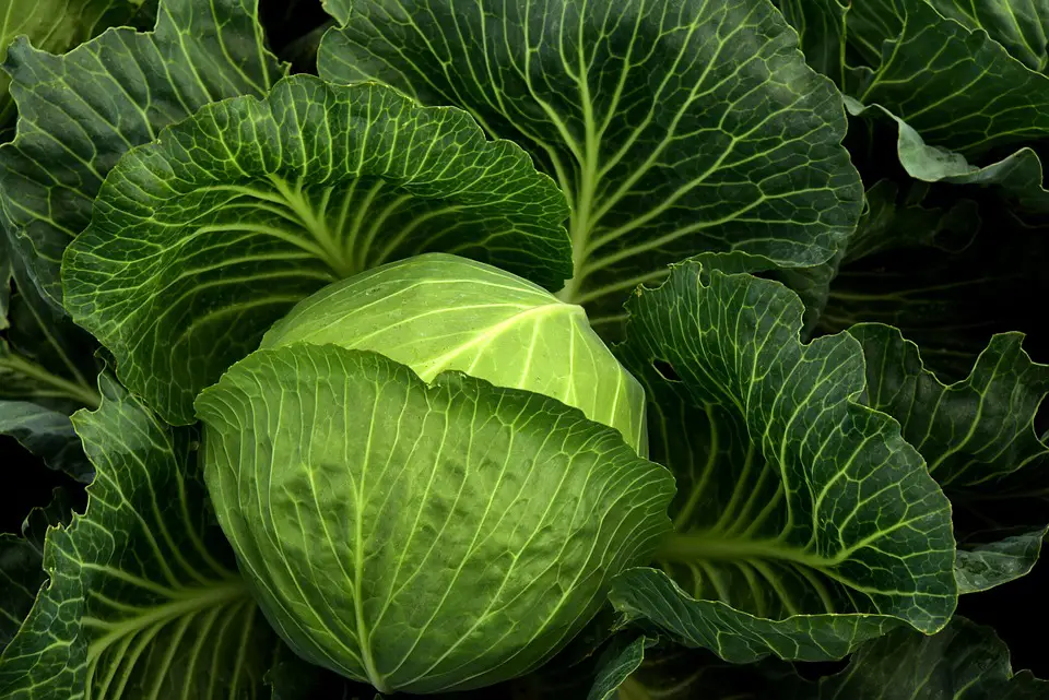 How Do You Say Cabbage in Spanish