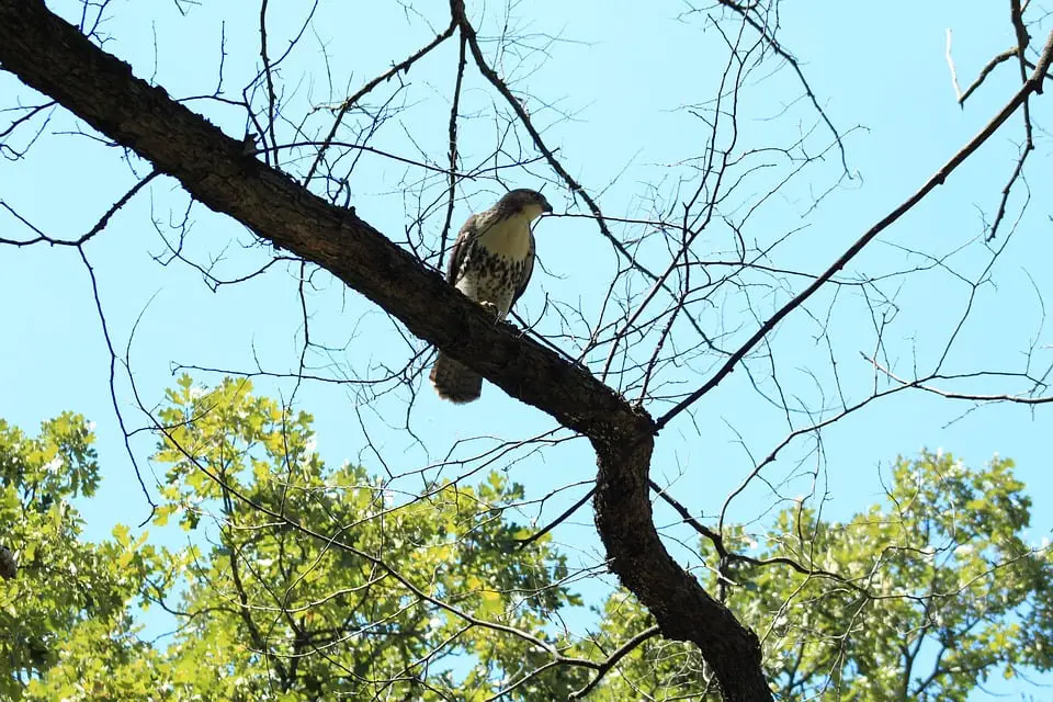 Spanish Word For Chicken Hawk