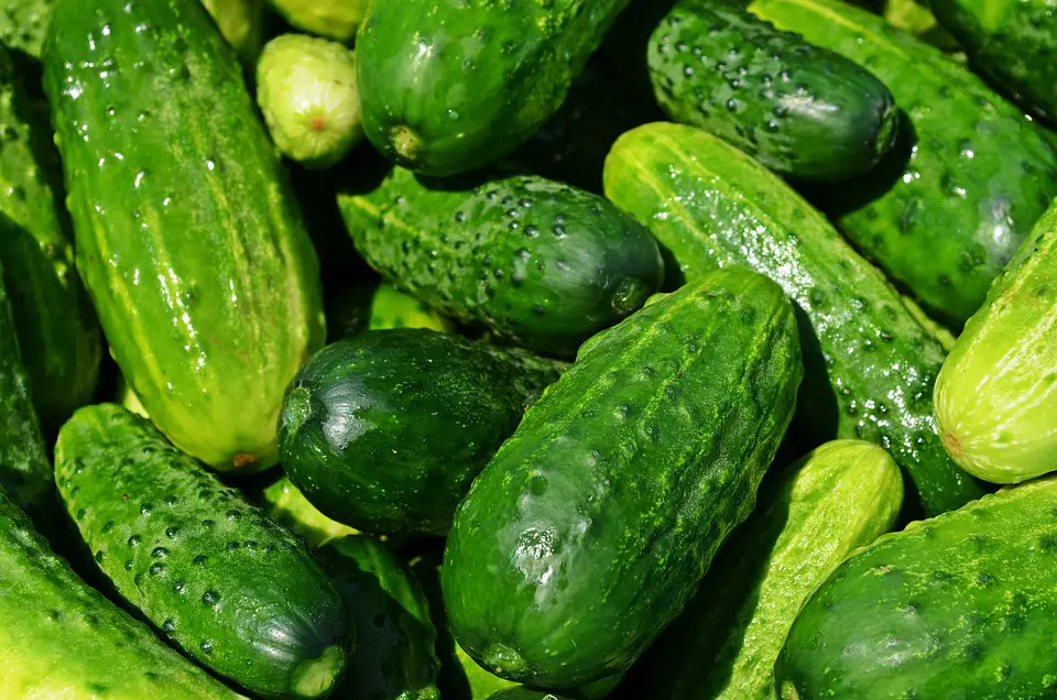 How Do You Say Cucumber in Spanish